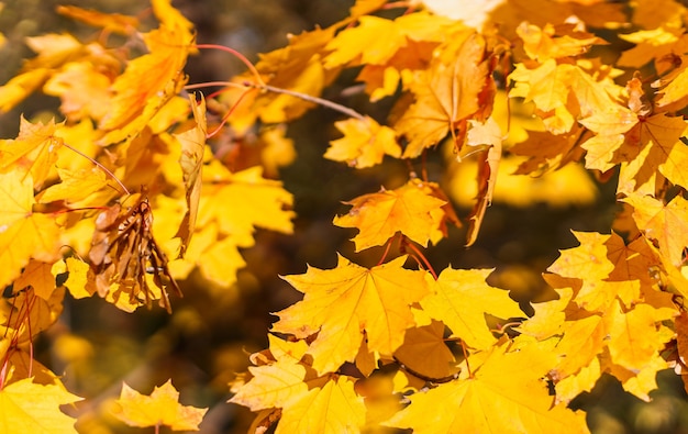 Gouden en rode herfstbladeren bedekken de grond.