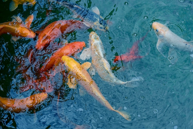 Gouden en rode keizerlijke vis in water