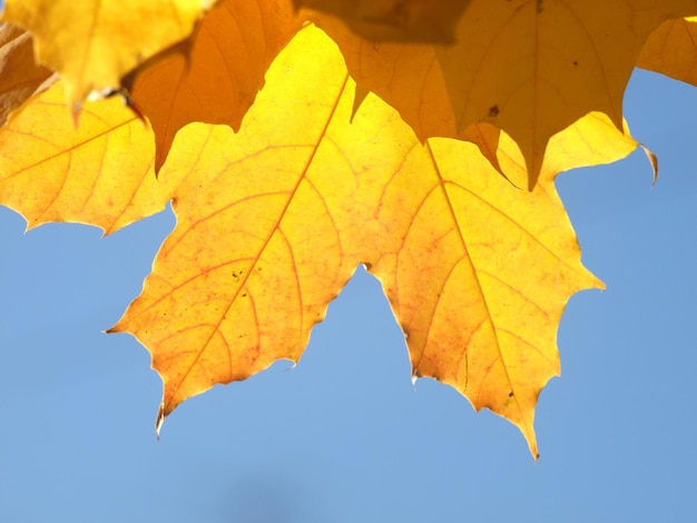 Foto gouden esdoornblad tegen een zonnige blauwe hemel in een warme herfst