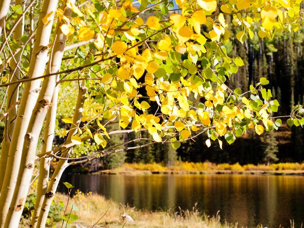 Gouden espen bij het Woods Lake, Colorado.