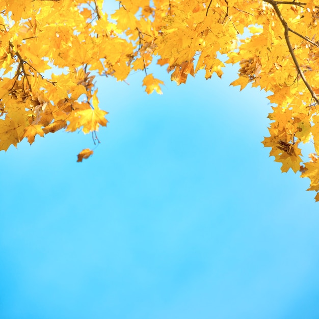 Gouden, gele en oranje bladeren aan de blauwe lucht. Herfst achtergrond