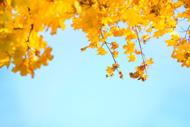 Gouden, gele en oranje bladeren aan de blauwe lucht. Herfst achtergrond