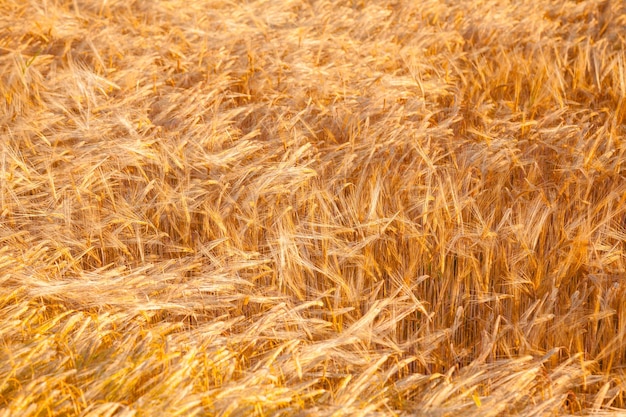 Gouden gerst veld agrarische achtergrond