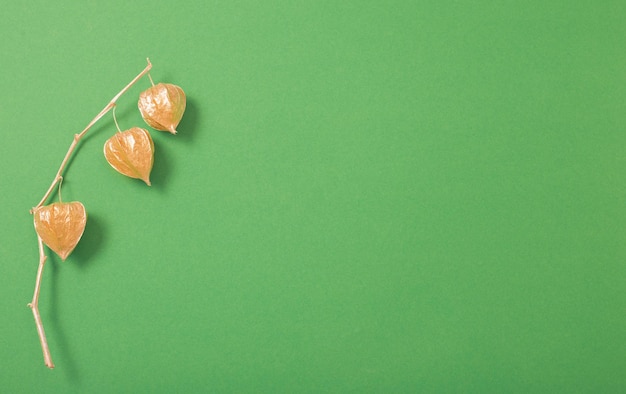 Gouden geschilderde physalis op groene achtergrond