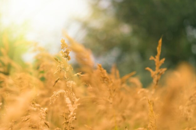 Gouden granen oren in het veld op zonlicht achtergrond