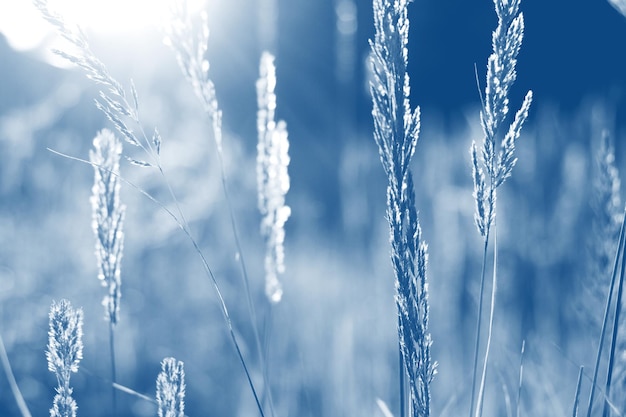 Gouden grasveld bij zonsondergang selectieve focus afgezwakt in blauwe trendkleur van het jaar 2020