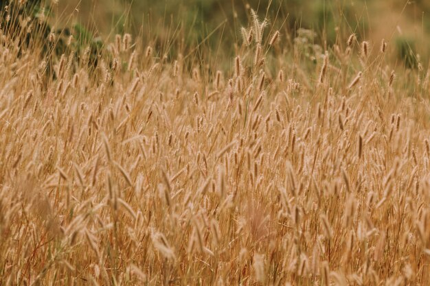 Gouden grasveld