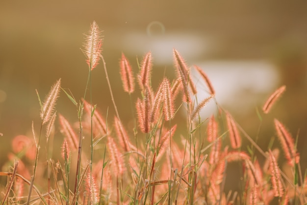 Gouden grasveld