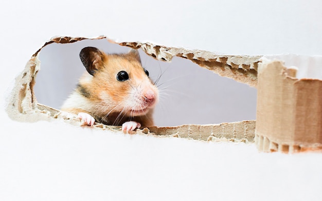 Gouden hamster die uit een gescheurde doos gluurt