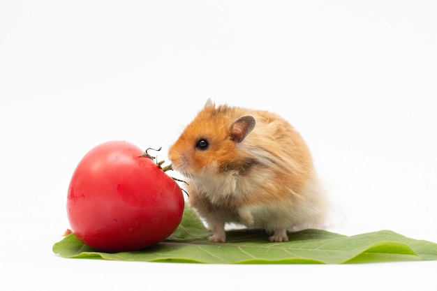 Gouden Hamster zit op blad met tomaat op witte achtergrondgeluid