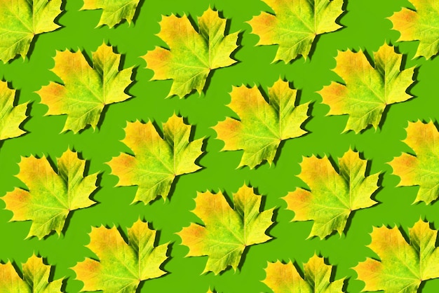 Gouden herfst concept Gele en oranje esdoorn bladeren patroon op groene achtergrond Bovenaanzicht Kleuren van de herfst