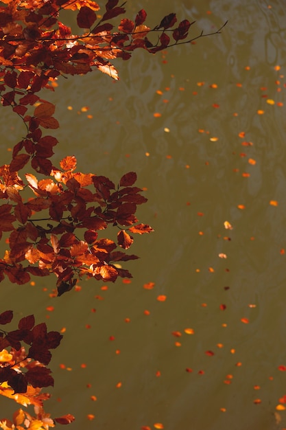 Gouden herfst herfst gele en rode bladeren op de achtergrond van een meer met gevallen bladeren achtergrond met kopie ruimte