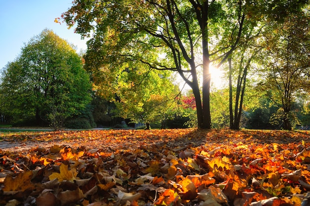 Gouden herfst herfst oktober in de beroemde ontspanningsplaats van münchen englishgarten munchen beieren duitsland