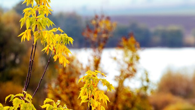 Gouden herfst. Herfst uitzicht met kleurrijke boomtakken op de achtergrond van de rivier