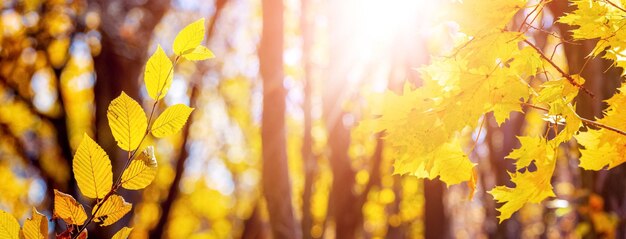 Gouden herfst in het bos Gele bladeren aan bomen in het bos bij zonnig weer