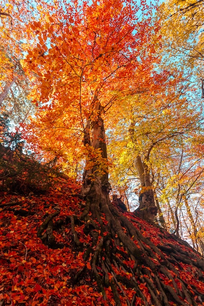 Gouden herfst in het bos