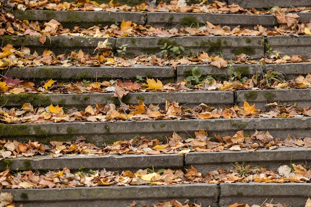 Gouden herfst in het stadspark op een zonnige dag