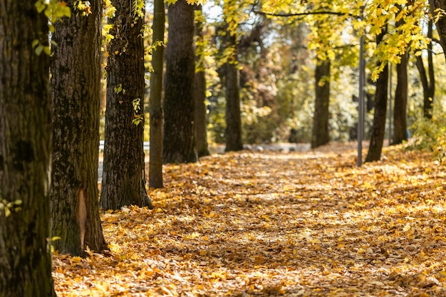 Gouden herfst in het stadspark op een zonnige dag