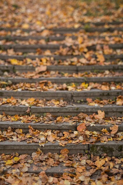 Gouden herfst in het stadspark op een zonnige dag