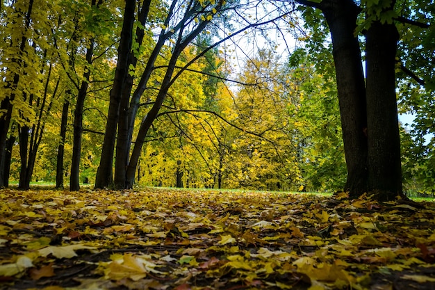 Gouden herfst in het stadspark