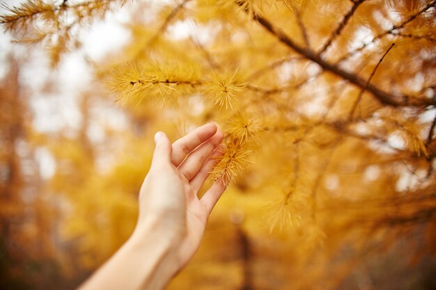 Gouden herfst met gele bomen in het bos, boom met gele lariks