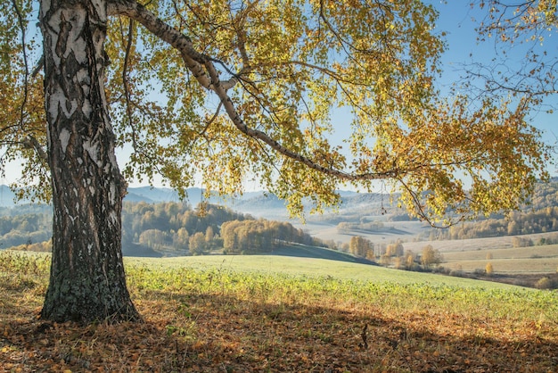 Gouden herfst nazomer Berk aan de rand van het veldlandschap