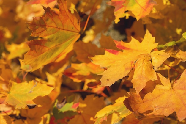 Gouden herfst van esdoorns in het park