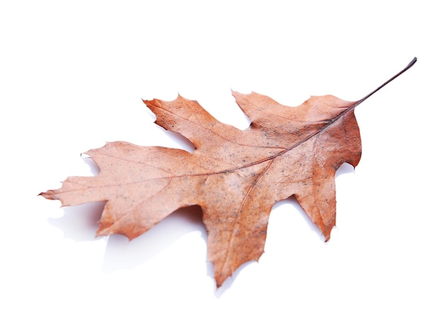 Gouden herfstblad geïsoleerd op witte achtergrond