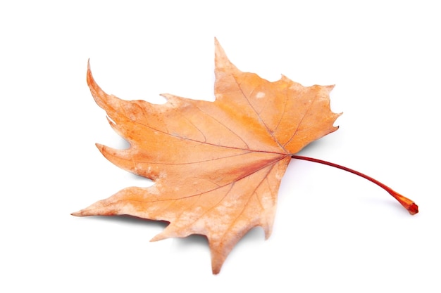 Gouden herfstblad geïsoleerd op witte achtergrond