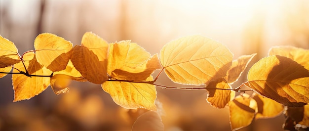 Gouden herfstbladeren in zonovergoten hemel perfecte Thanksgiving-achtergrond met wazig bokeh-gebladerte Generatieve AI