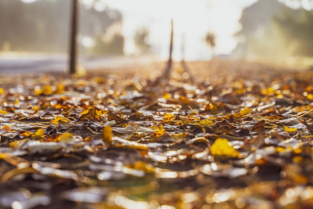 Gouden herfstbladeren op de vloerachtergrond voor herfstontwerpen en kopieerruimte voor tekst