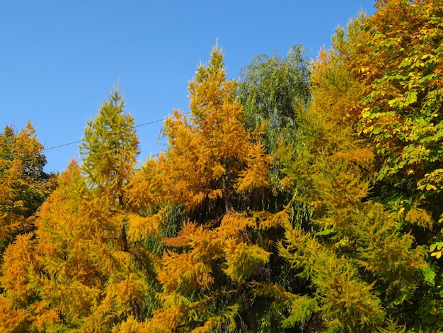 Gouden herfstbomen