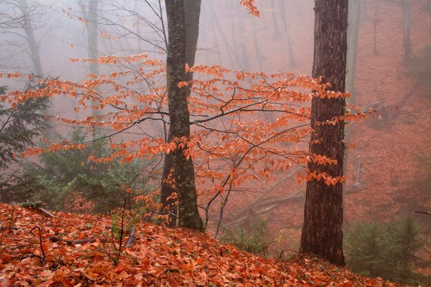 Gouden herfstbos in de mist