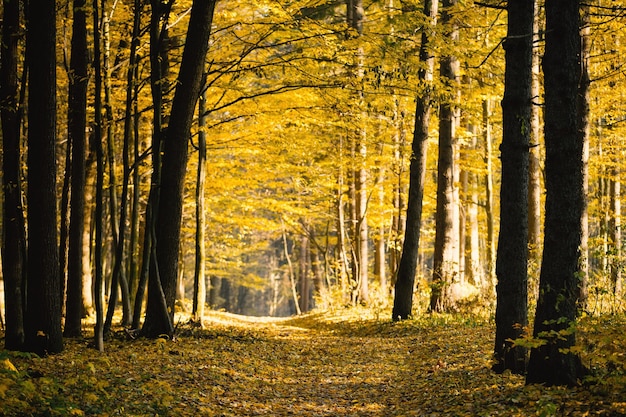 Gouden herfstbos met zonnestralen