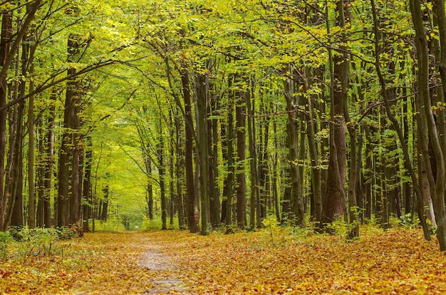 Gouden herfstbos met zonnestralen