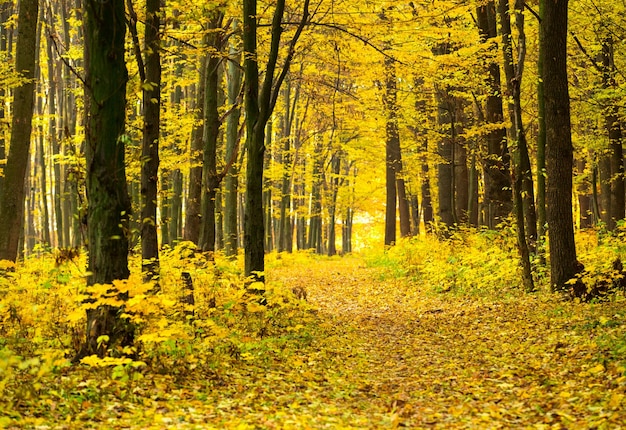 Gouden herfstbos met zonnestralen