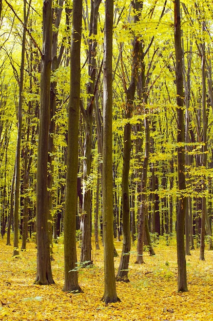 Gouden herfstbos met zonnestralen