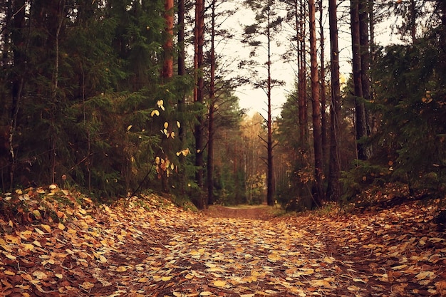 gouden herfstboslandschap, gemengd boszicht, taiga, natuur in oktober