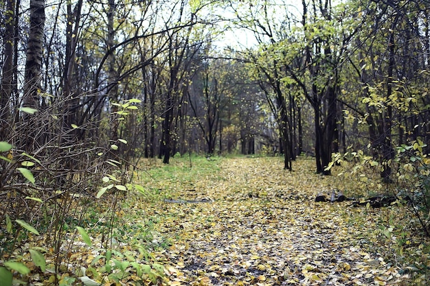 gouden herfstboslandschap, gemengd boszicht, taiga, natuur in oktober