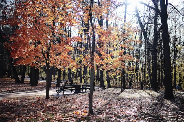 gouden herfstboslandschap, gemengd boszicht, taiga, natuur in oktober