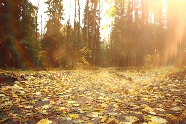 gouden herfstboslandschap, gemengd boszicht, taiga, natuur in oktober