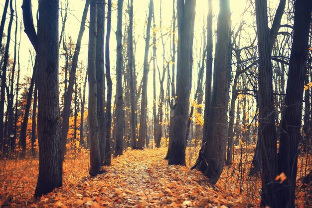 gouden herfstboslandschap, gemengd boszicht, taiga, natuur in oktober