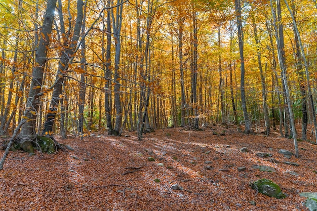 Gouden herfstboslandschap met rivier onder de warme stralen van de zon Landelijk landschap