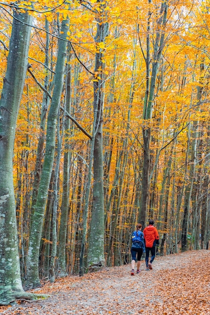 Gouden herfstboslandschap onder de felle stralen van de zon landelijk landschap met warm licht