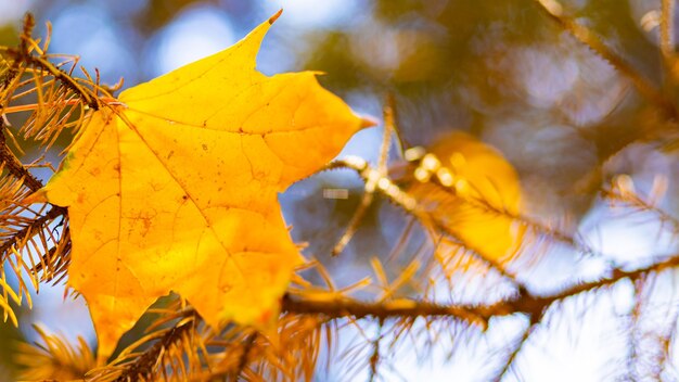 Gouden herfstconcept. Herfst achtergrond met gele esdoorn bladeren. Vergeelde herfstbladeren op onscherpe achtergrond. Ruimte kopiëren