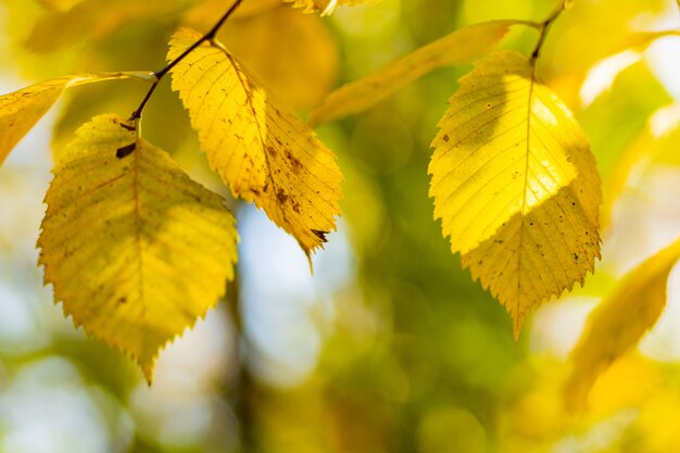 Gouden herfstconcept. Herfst achtergrond met gele esdoorn bladeren. Vergeelde herfstbladeren op onscherpe achtergrond. Ruimte kopiëren