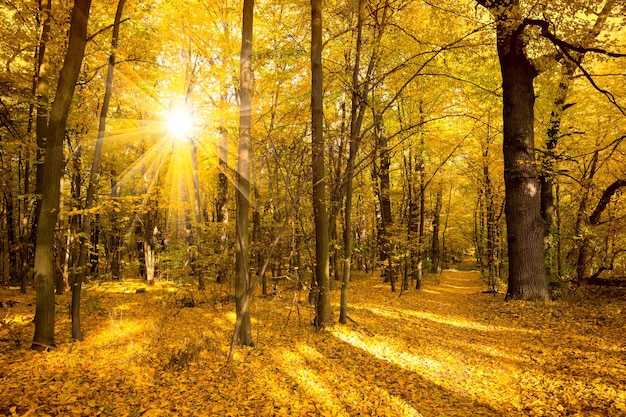 Gouden herfstlandschap met zonlicht en zonnestralen