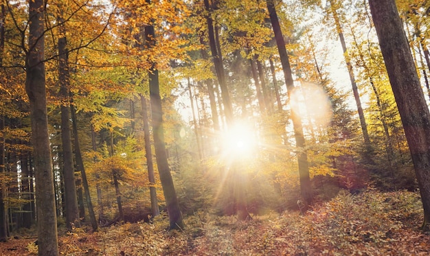 Gouden herfstscène in het bos met zon die door de bomen schijnt