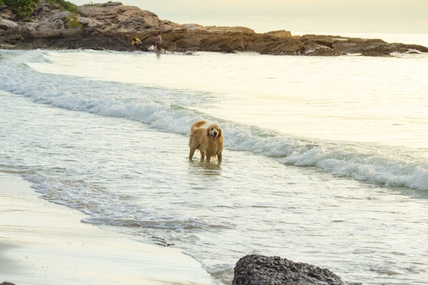 Gouden hond die op het strand bij zonsondergang loopt.