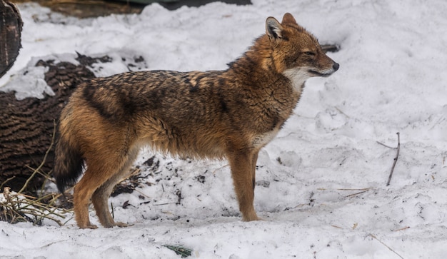 Gouden Jakhals (canis aureus) op sneeuw